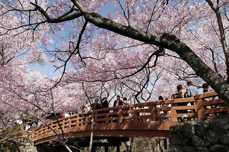 2019年日本樱花开放时间预测已出,挑选赏樱好去处,坐等花开